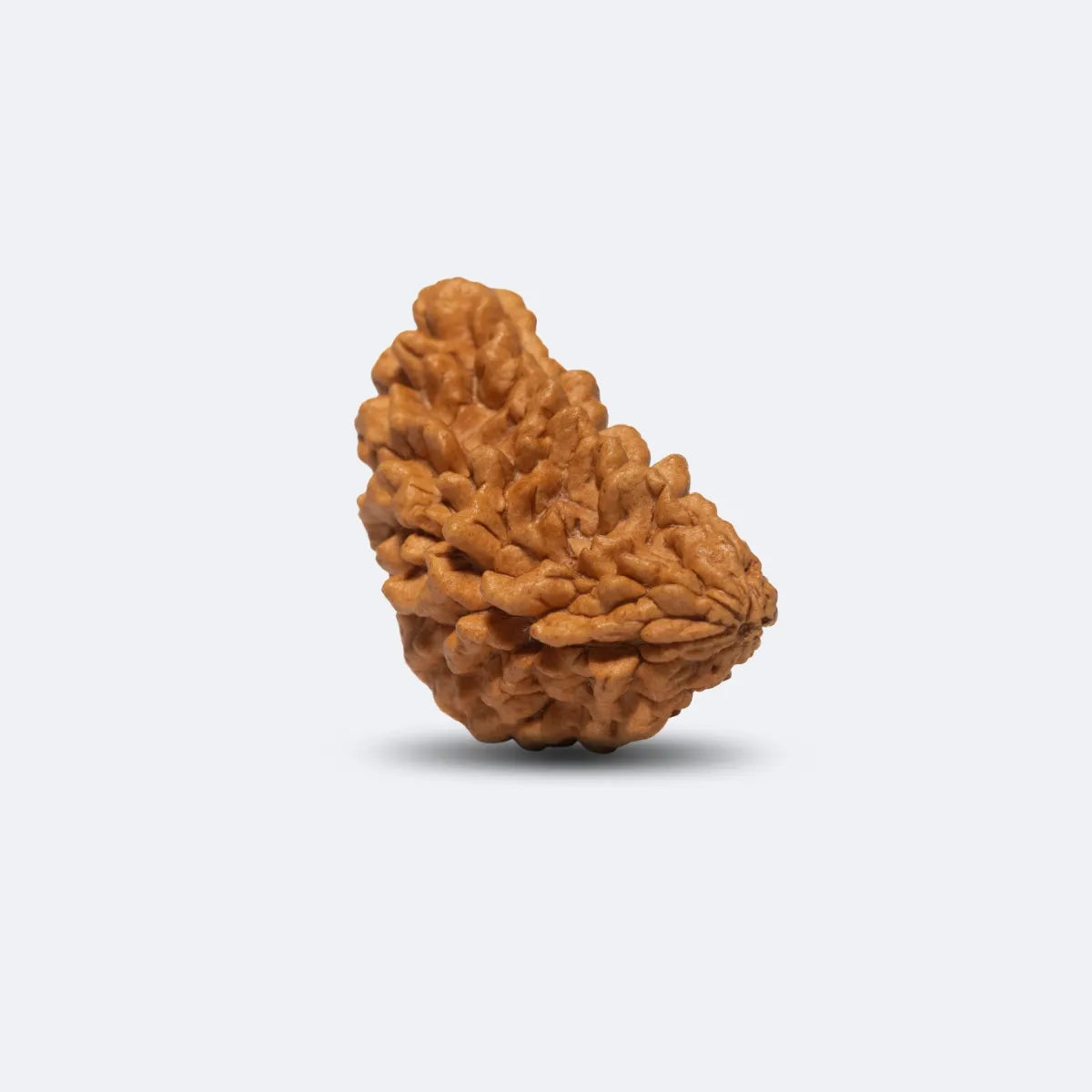 Ek Mukhi Moon Shape Rudraksha