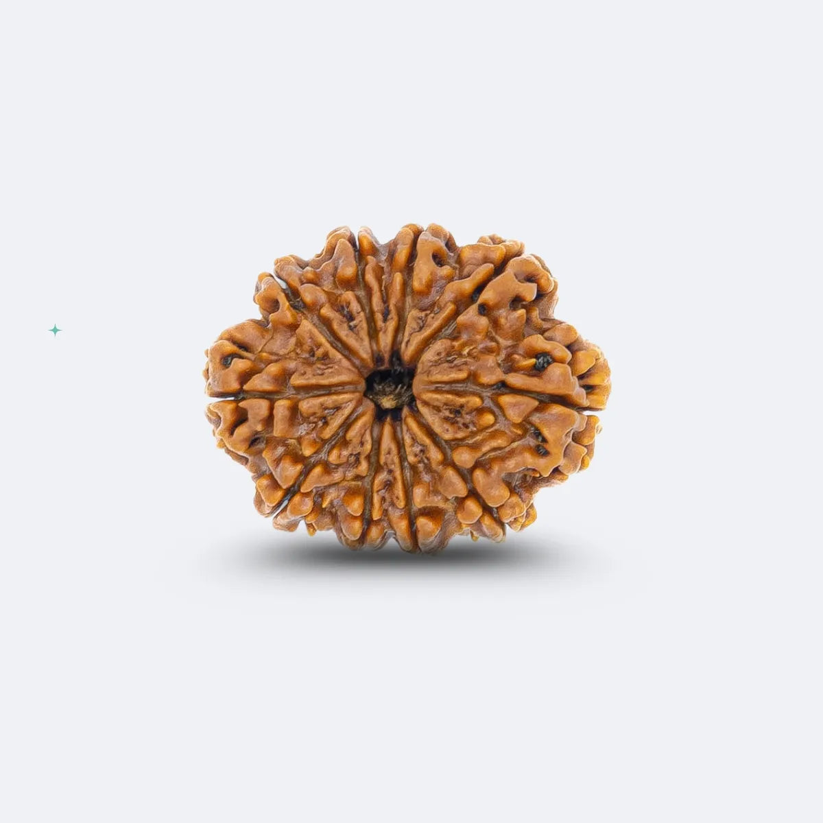 Das Mukhi Rudraksha