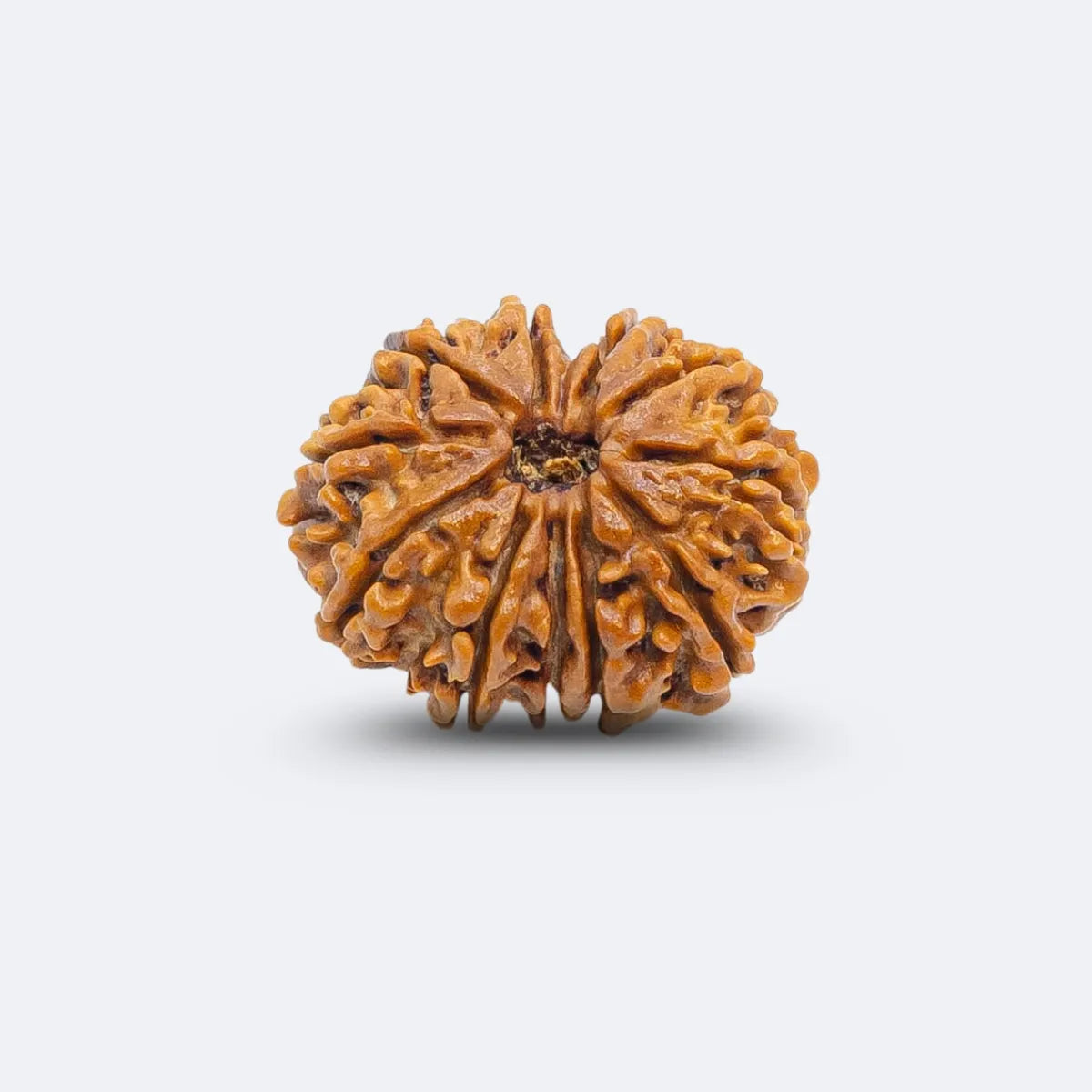Gyaarah Mukhi Rudraksha