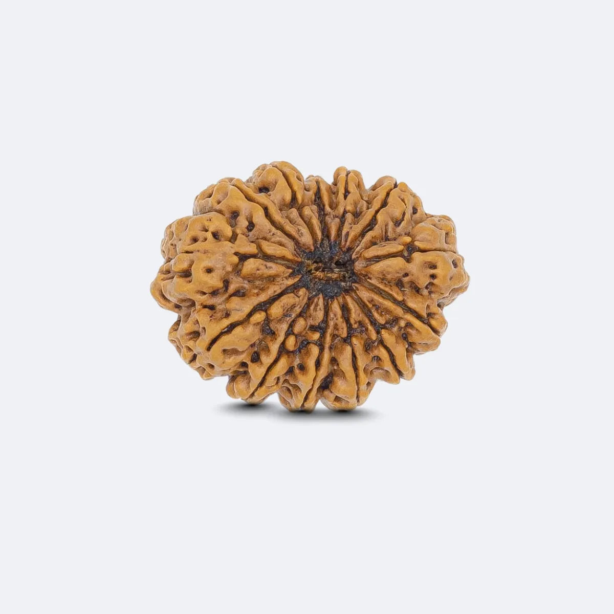 Teraah Mukhi Rudraksha