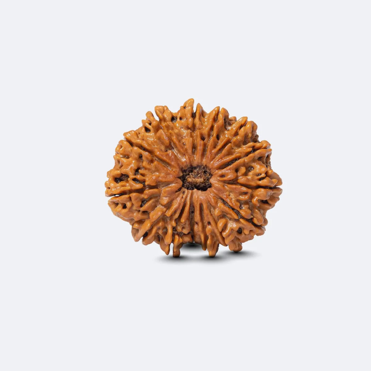Chaudah Mukhi Rudraksha