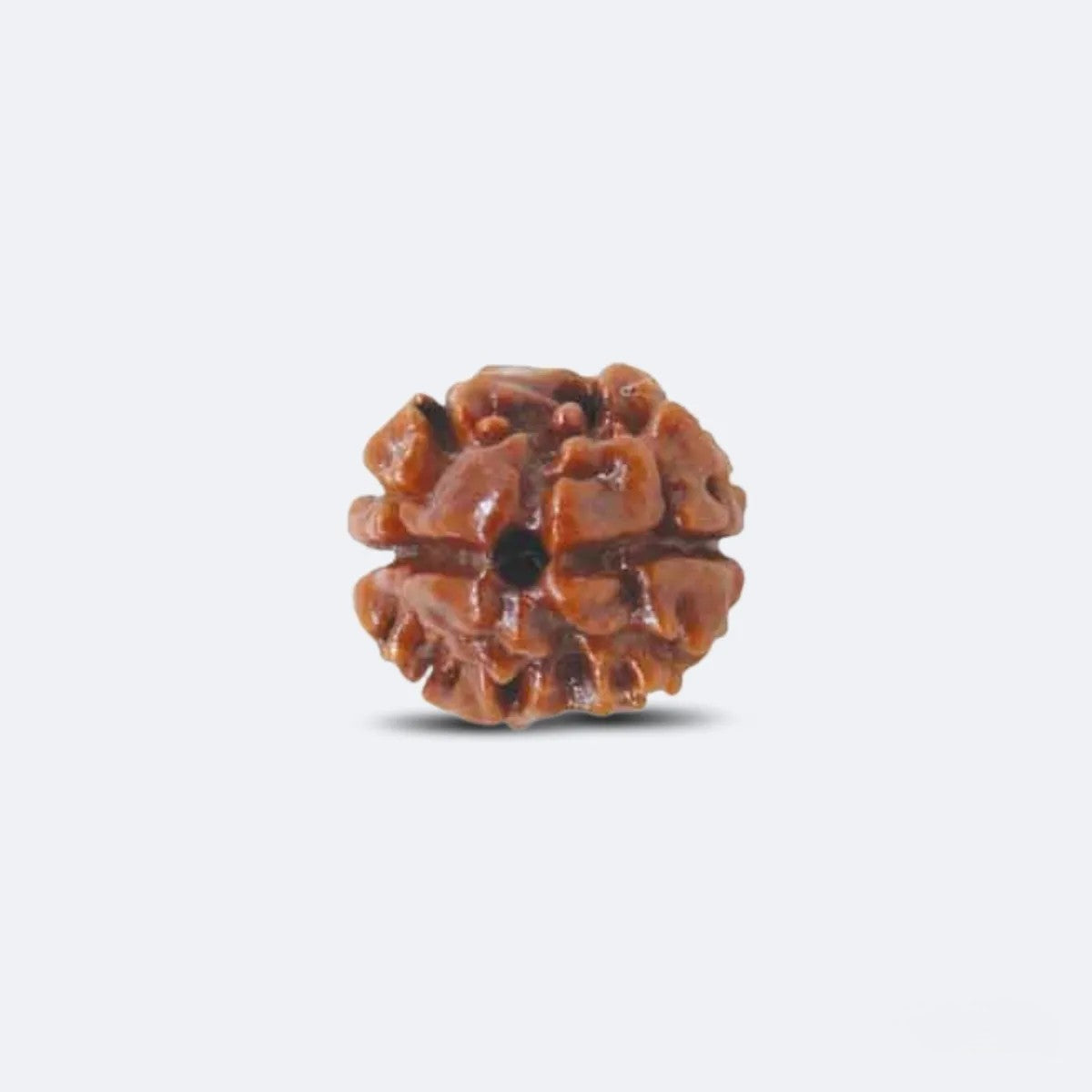Do Mukhi Neplai Dana Rudraksha