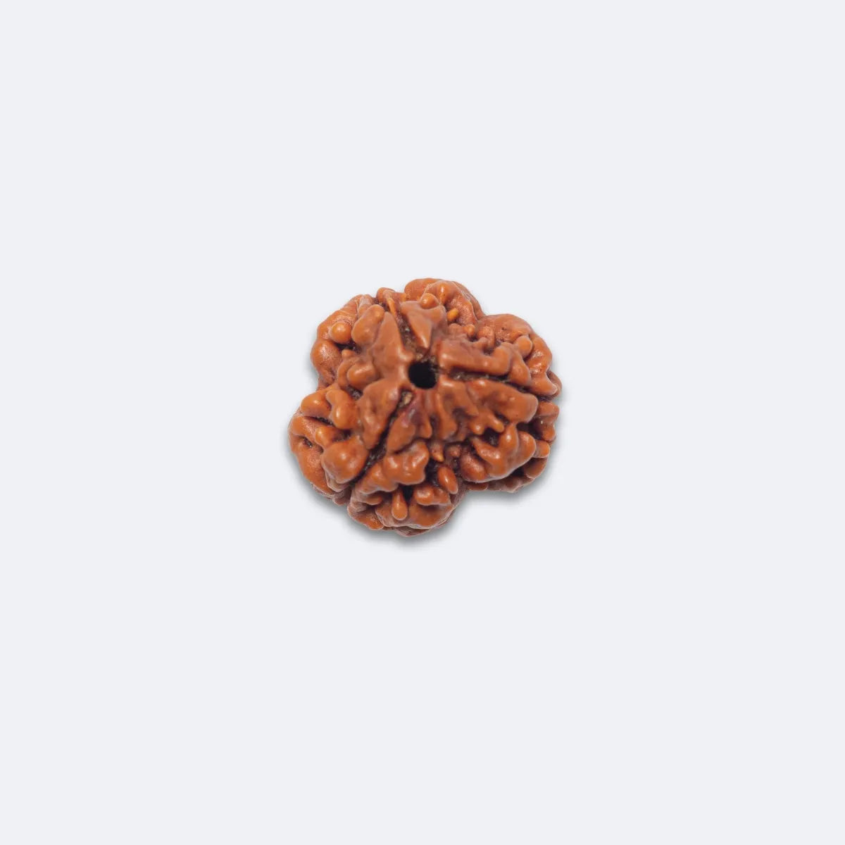 Teen Mukhi Rudraksha