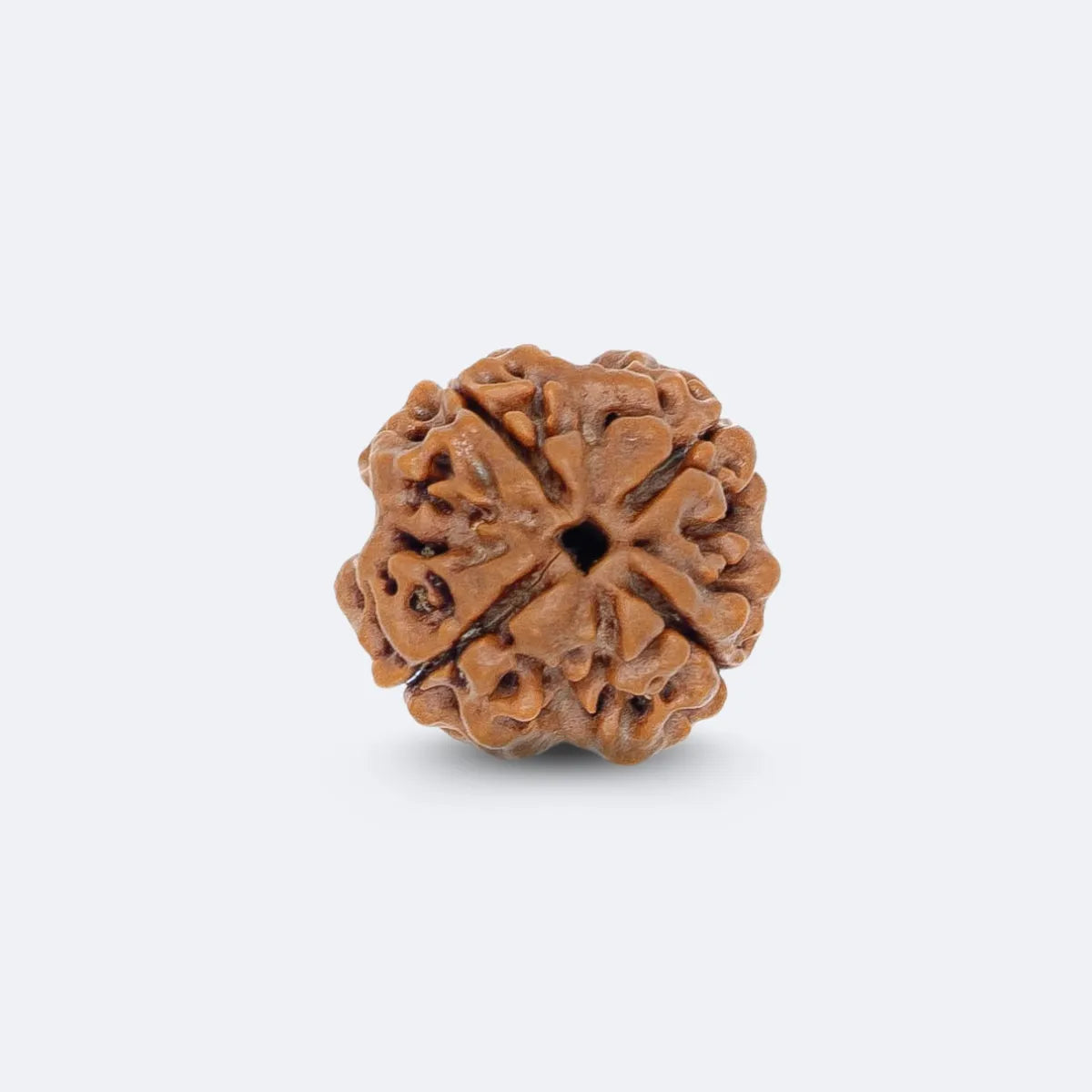 Char Mukhi Rudraksha