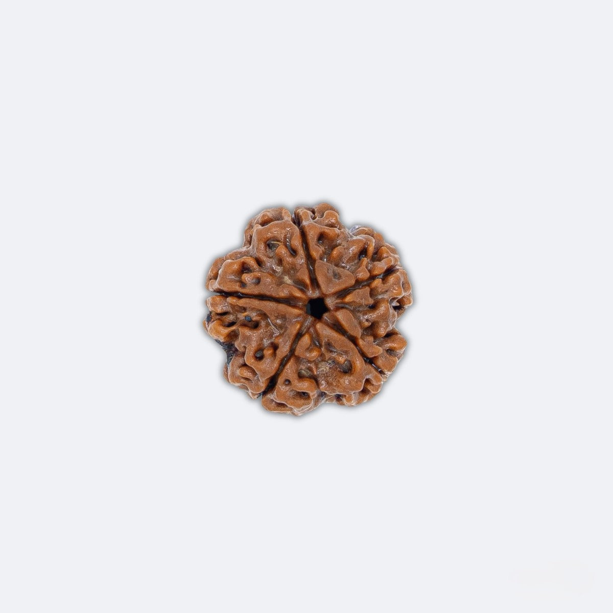 Panch Mukhi Rudraksha