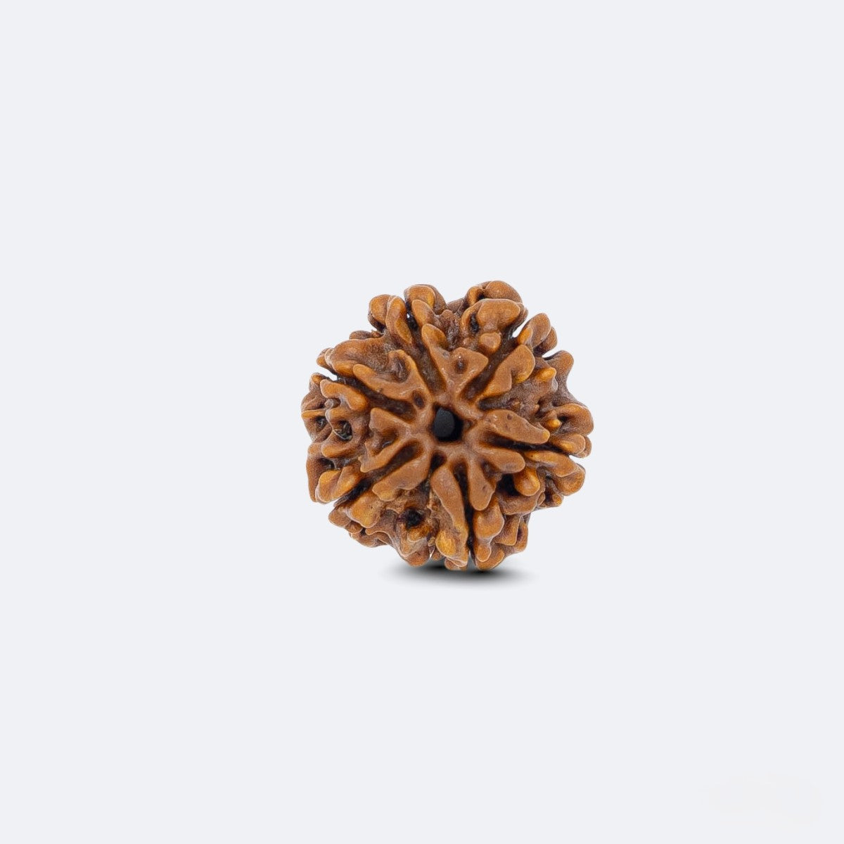 Chhe Mukhi Rudraksha