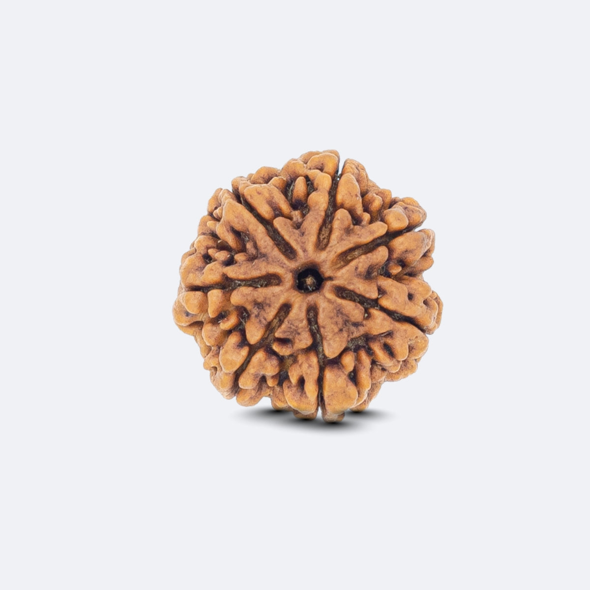 Saat Mukhi Rudraksha