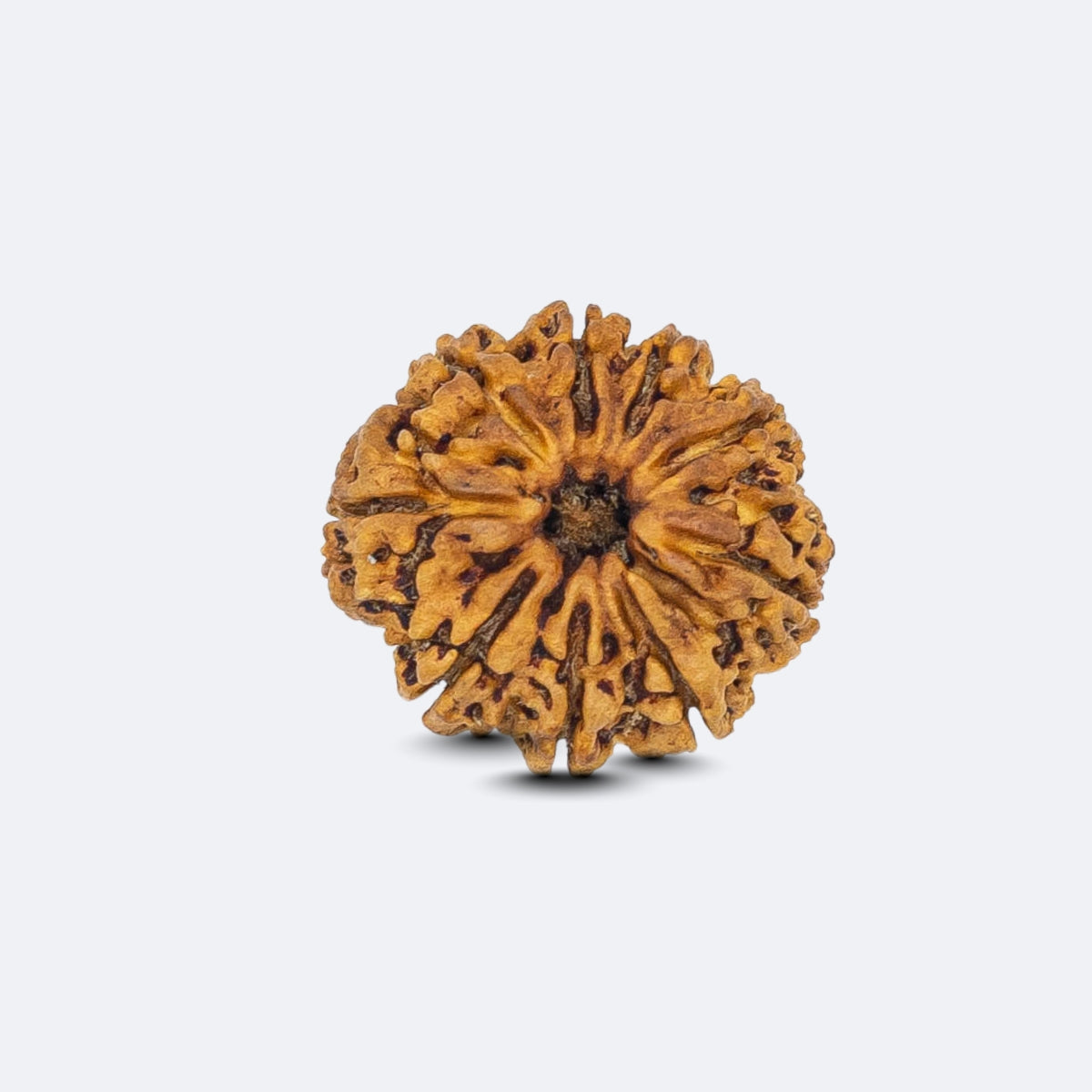 Nav Mukhi Rudraksha